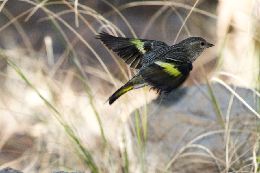 Pine Siskin