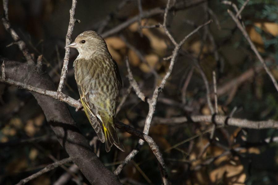 Pine Siskin