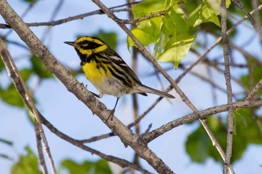 Townsend\'s Warbler