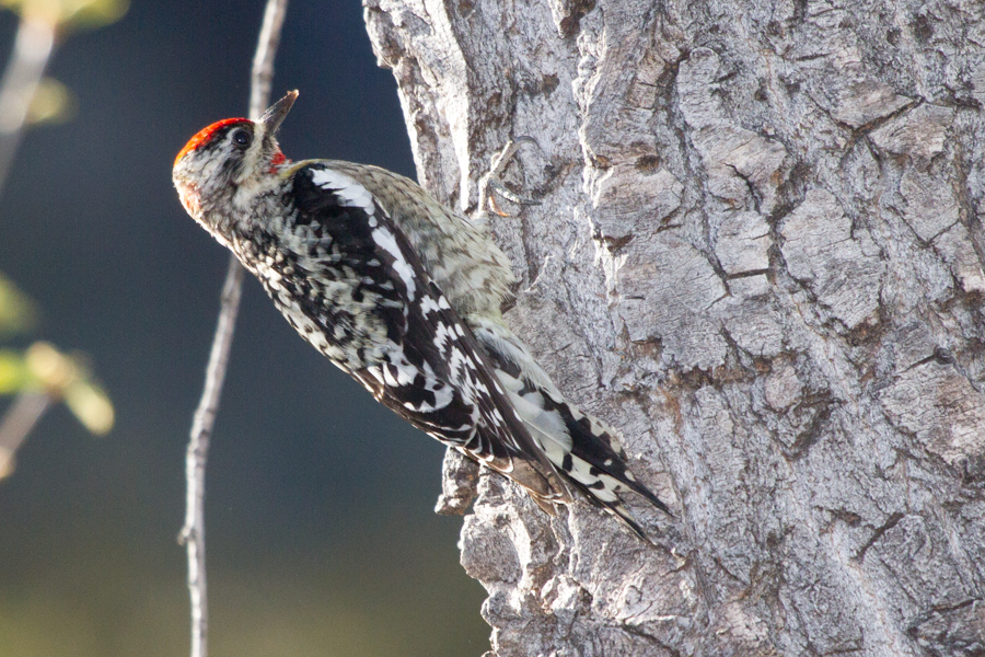 Red-naped Sapsucker