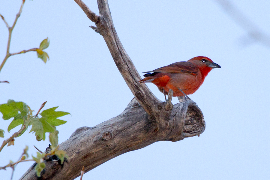 Hepatic Tanager