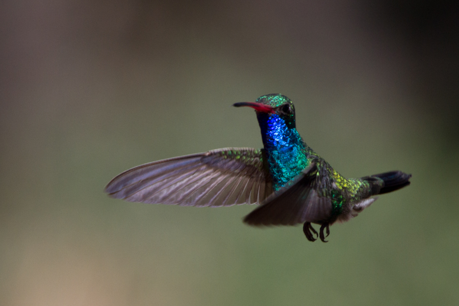 Broad-billed Hummingbird