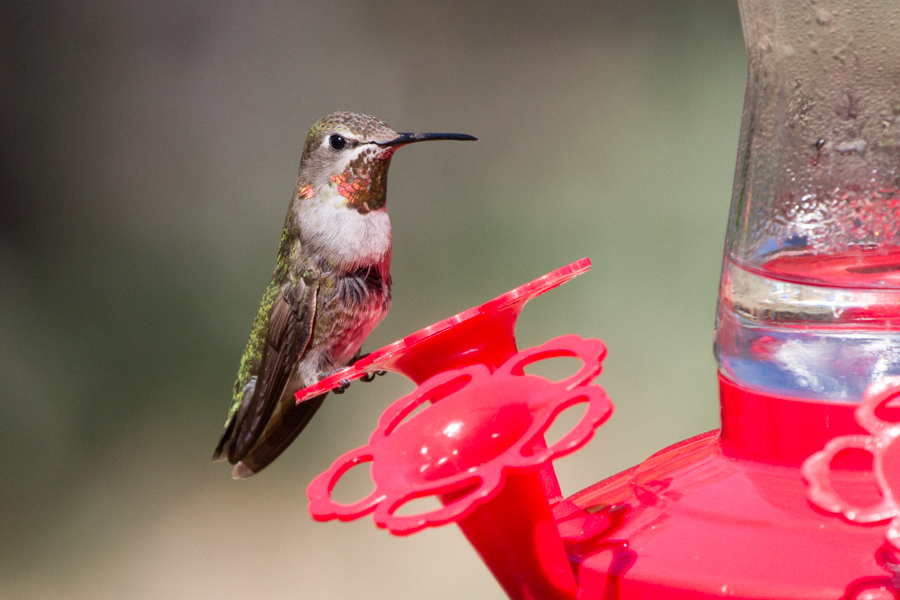 Rufous Hummingbird