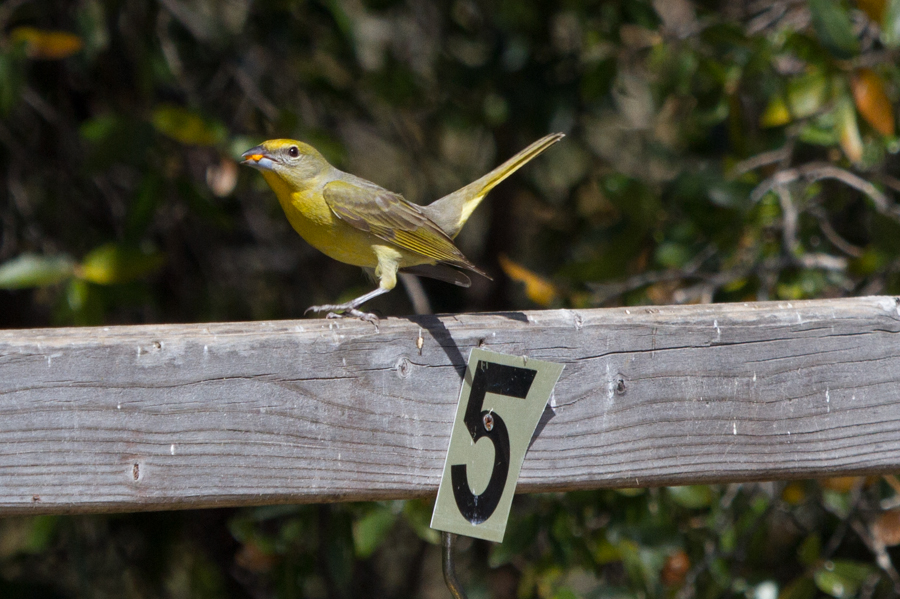 Hepatic Tanager