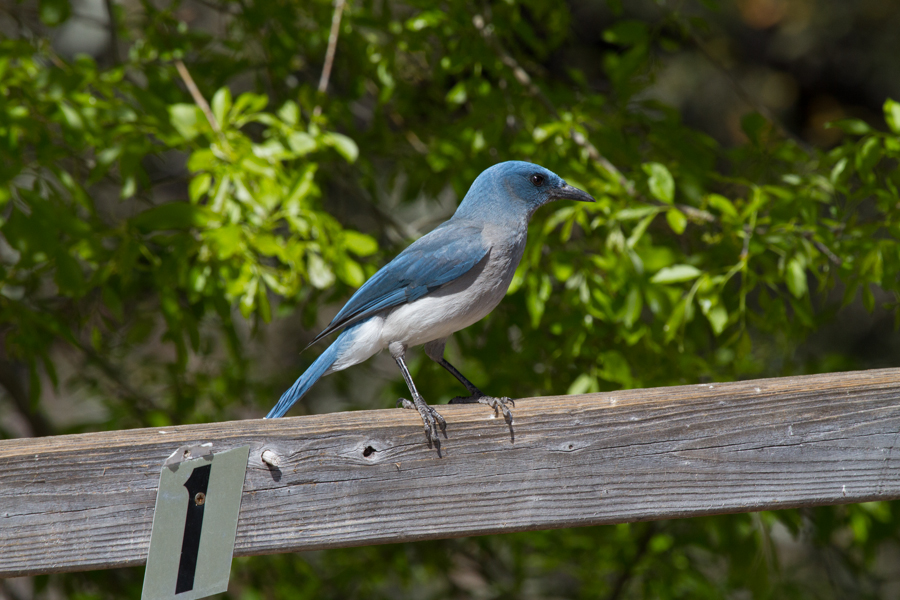 Mexican Jay