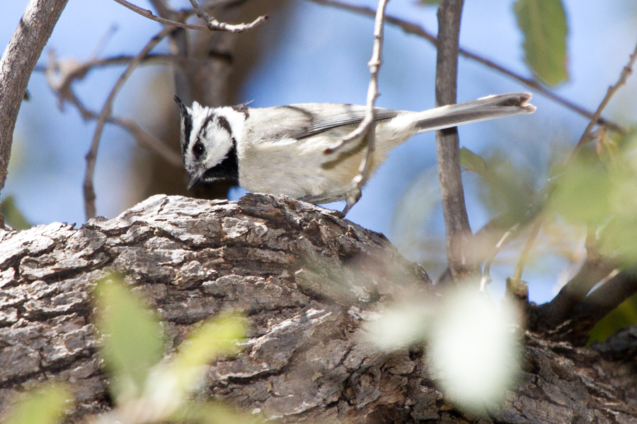 Bridled Titmouse