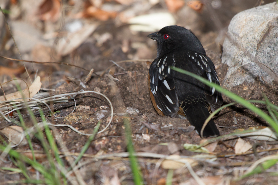 Spotted Towhee