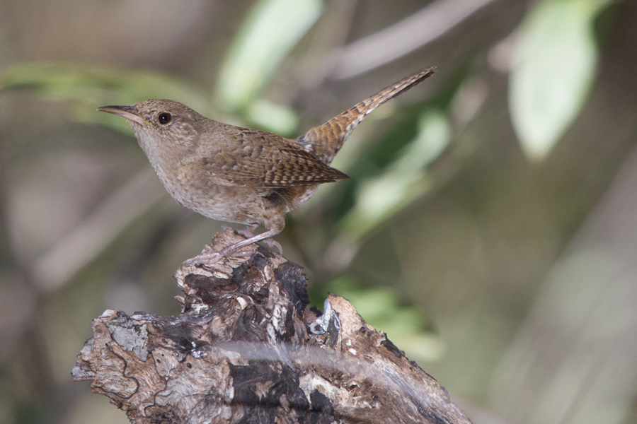 House Wren