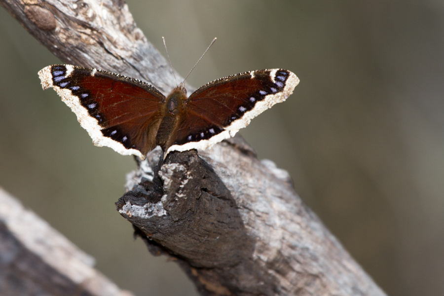 Mourning Cloak Butterfly