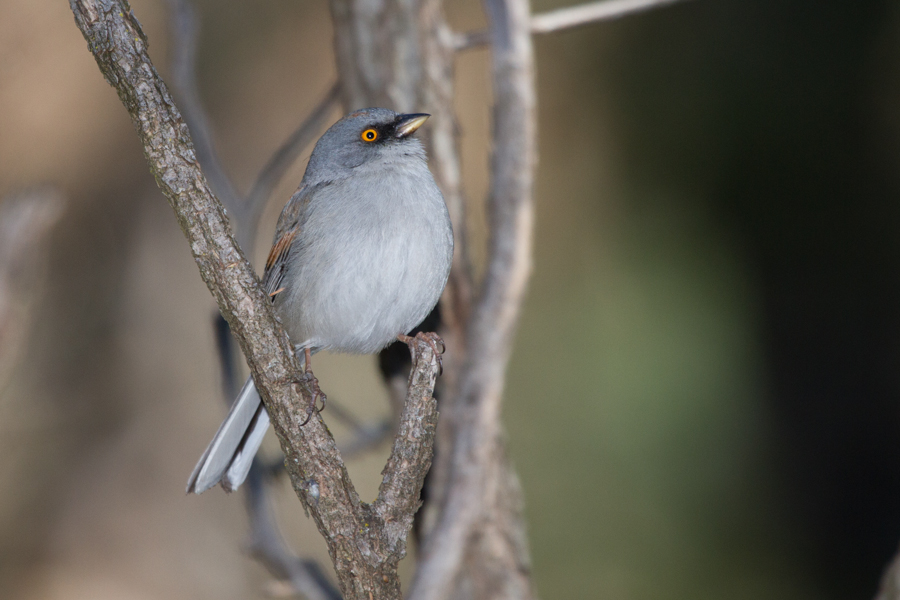 Yellow-eyed Junco