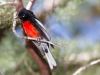 Painted Redstart