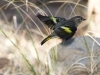 Pine Siskin