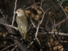 Pine Siskin