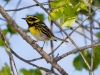 Townsend's Warbler