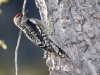 Red-naped Sapsucker