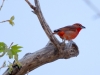 Hepatic Tanager