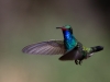 Broad-billed Hummingbird