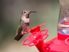 Rufous Hummingbird