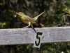 Hepatic Tanager