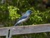 Mexican Jay