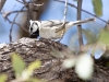 Bridled Titmouse