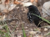 Spotted Towhee