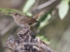 House Wren