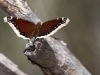 Mourning Cloak Butterfly