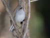 Yellow-eyed Junco