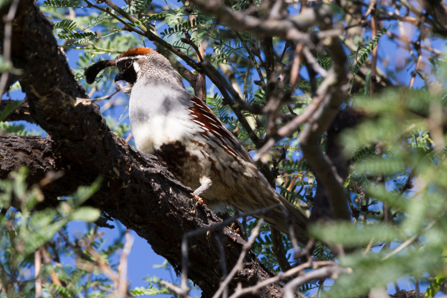 Gambel\'s Quail