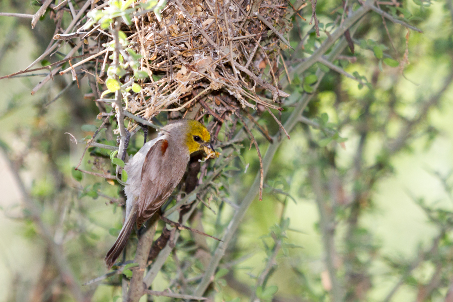 Verdin