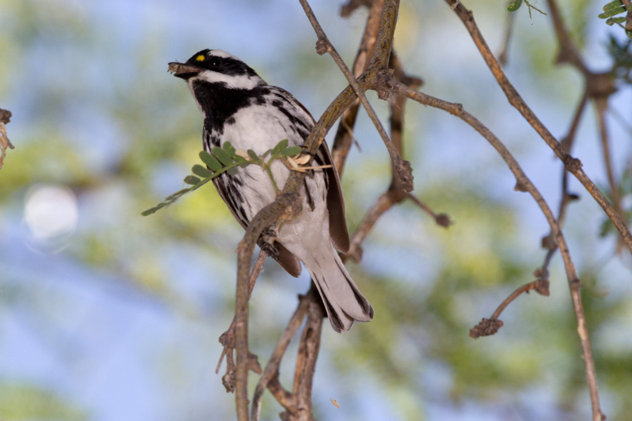 Black-throated Gray Warbler