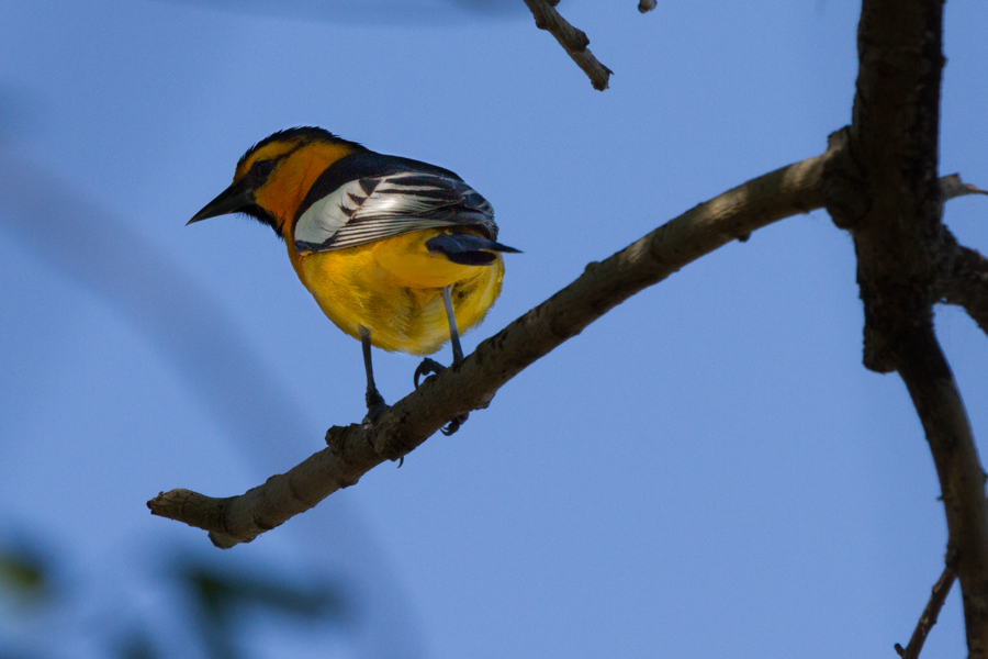 Bullock\'s Oriole