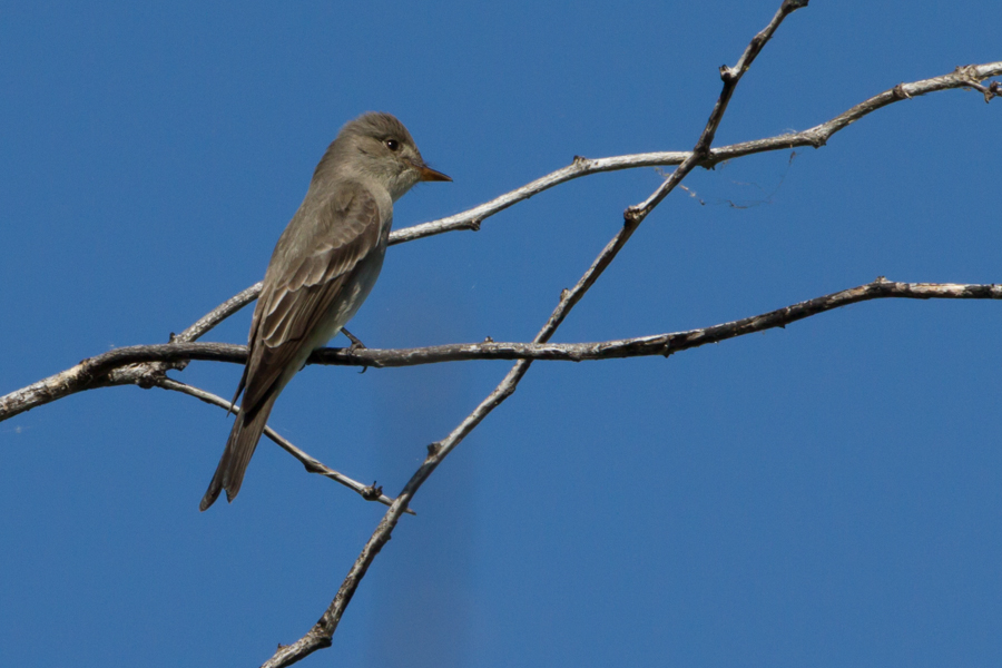 Western Wood Pewee