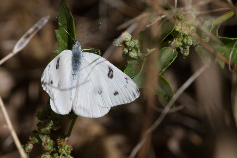 Checkered White Butterfly