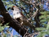 Gambel's Quail