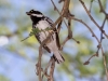 Black-throated Gray Warbler