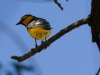 Bullock's Oriole