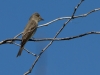 Western Wood Pewee