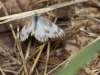 Checkered White Butterfly, femle