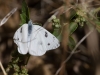 Checkered White Butterfly