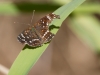 Texan Crescent