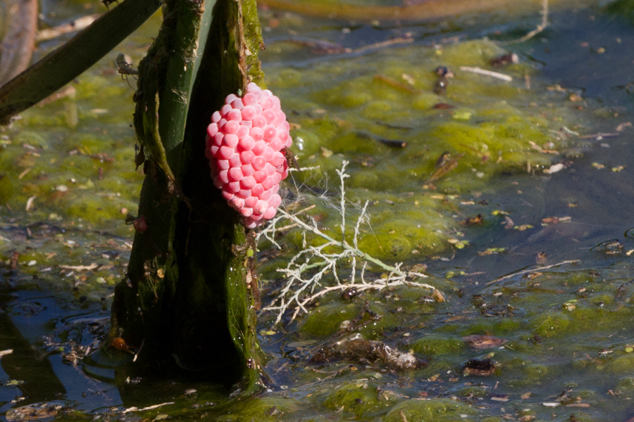 Channeled Apple Snail eggs