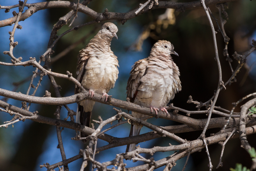 Pair of Inca Doves