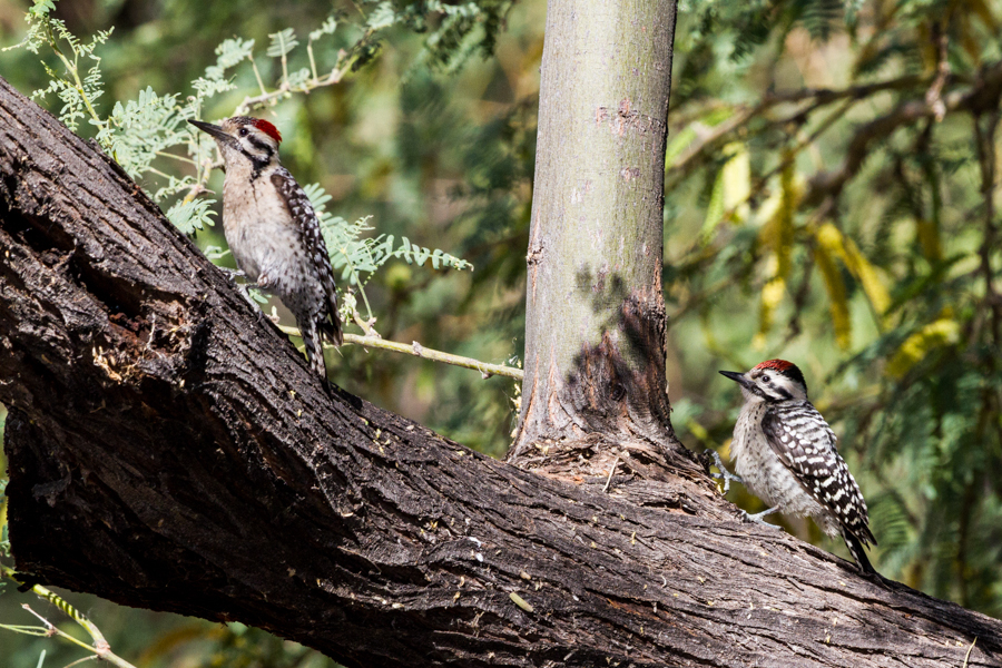 Pair of Ladder-backed Woodpeckers
