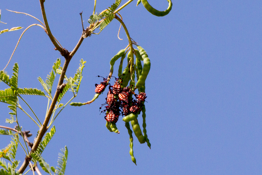 Giant Mesquite Bug