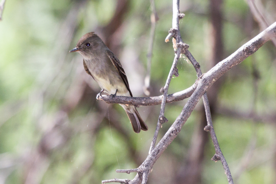 Ash-throated Flycatcher