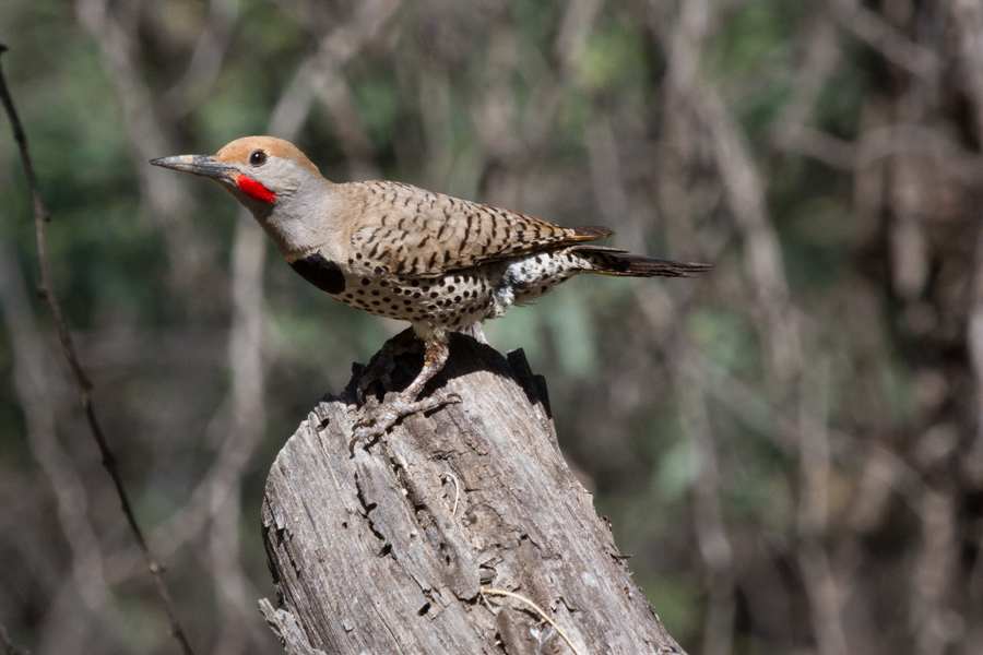 Gilded Flicker