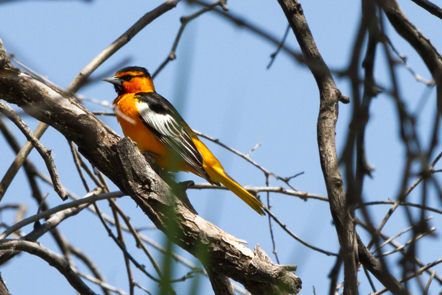 Bullock\'s Oriole