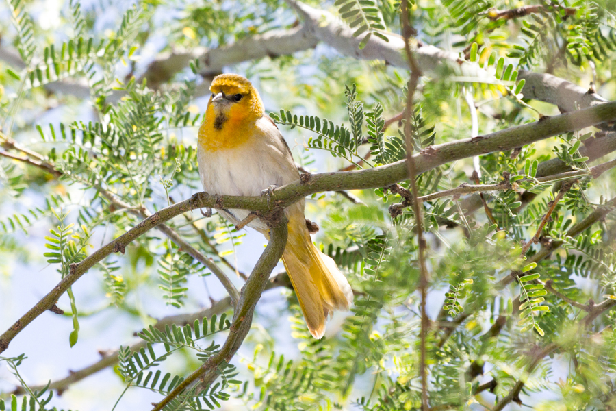 Female Bullock\'s Oriole